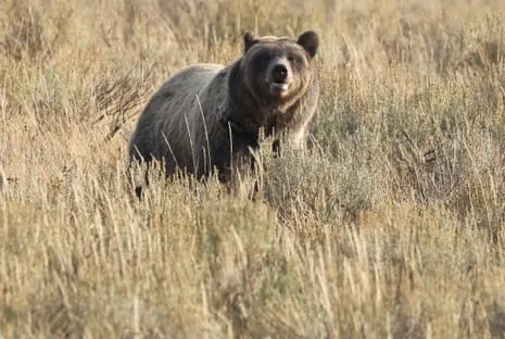 Hiker Injured by Grizzly in Wilderness Area Flown to Hospital