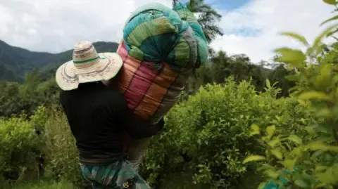 US Labels Colombia as Non-Cooperative in Narcotics Battle
