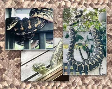 Embracing my Serpents in My Ceiling: An Evolution from Dread to Respect