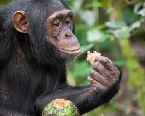 Chimpanzees Drink Everyday Alcohol Equivalent to a Pint from Fermented Fruit