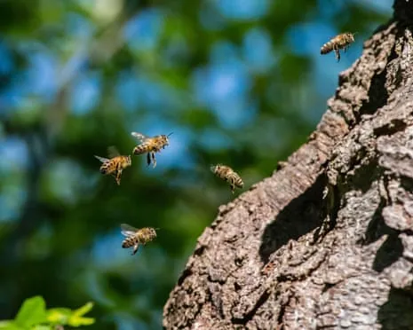 How Protecting Honeybees Might Negatively Affect Other Bee Species